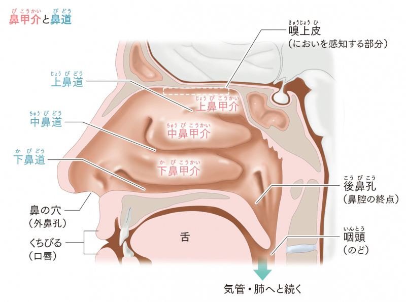 鼻閉の原因